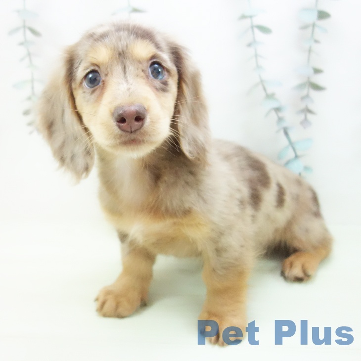 ミニチュア・ダックスフンドの写真2