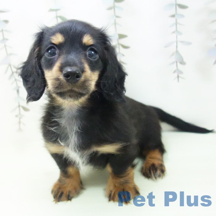 ミニチュア・ダックスフンド