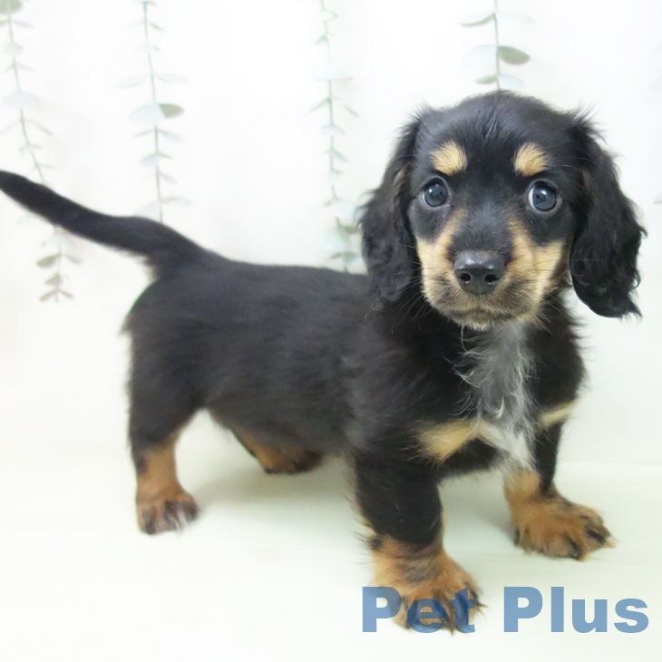 ミニチュア・ダックスフンドの写真2