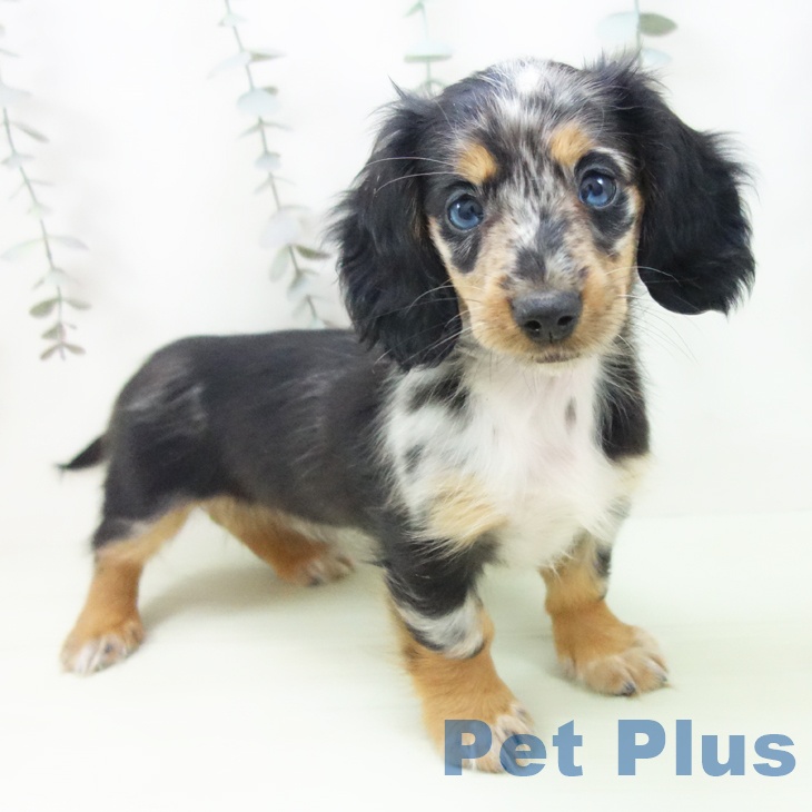 ミニチュア・ダックスフンド