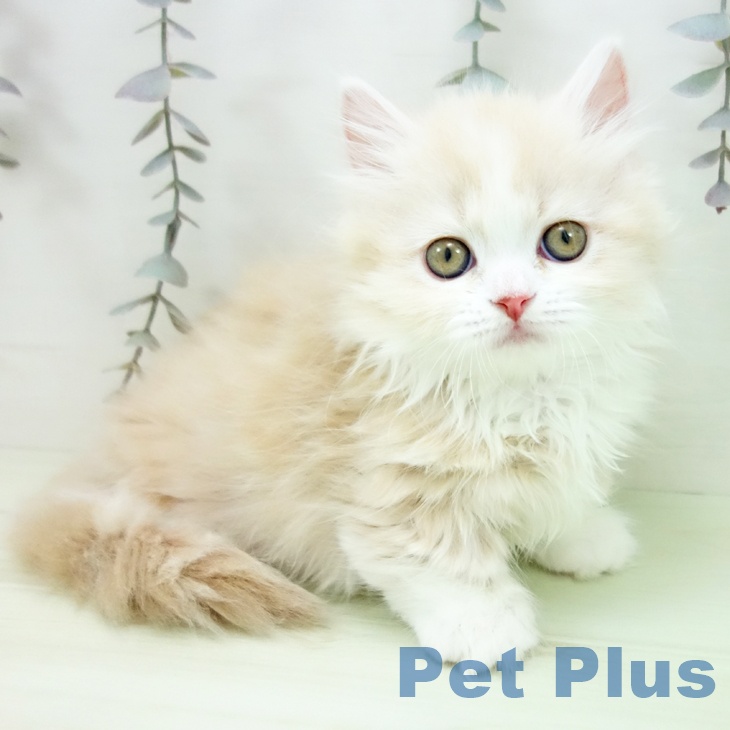 マンチカンの写真2