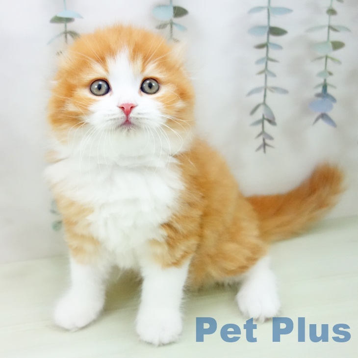 スコティッシュフォールド