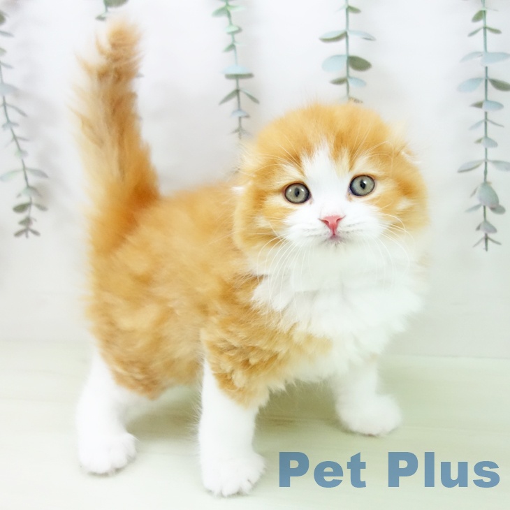 スコティッシュフォールドの写真2