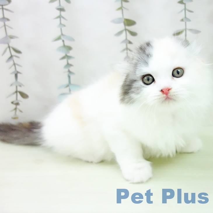 スコティッシュフォールドの写真2