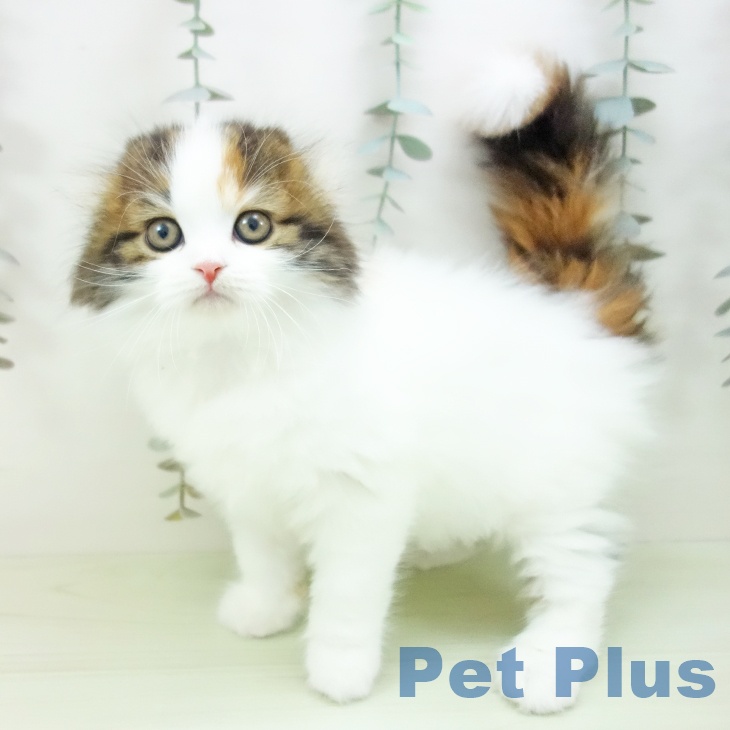 スコティッシュフォールドの写真2