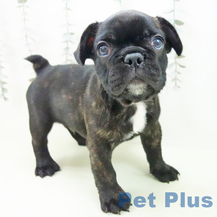 フレンチ・ブルドッグ