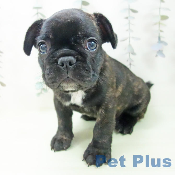 フレンチ・ブルドッグの写真2