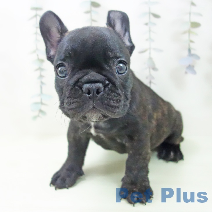 和歌山県のフレンチブルドッグ (ペットプラス 和歌山店/2026年2月26日生まれ/男の子/ブリンドル)の子犬の1枚目の画像