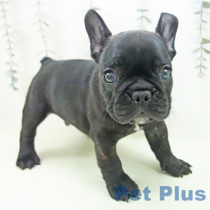 和歌山県のフレンチブルドッグ (ペットプラス 和歌山店/2026年2月26日生まれ/男の子/ブリンドル)の子犬の2枚目の画像