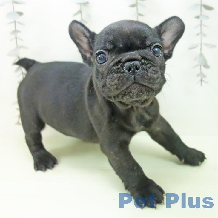 フレンチ・ブルドッグ