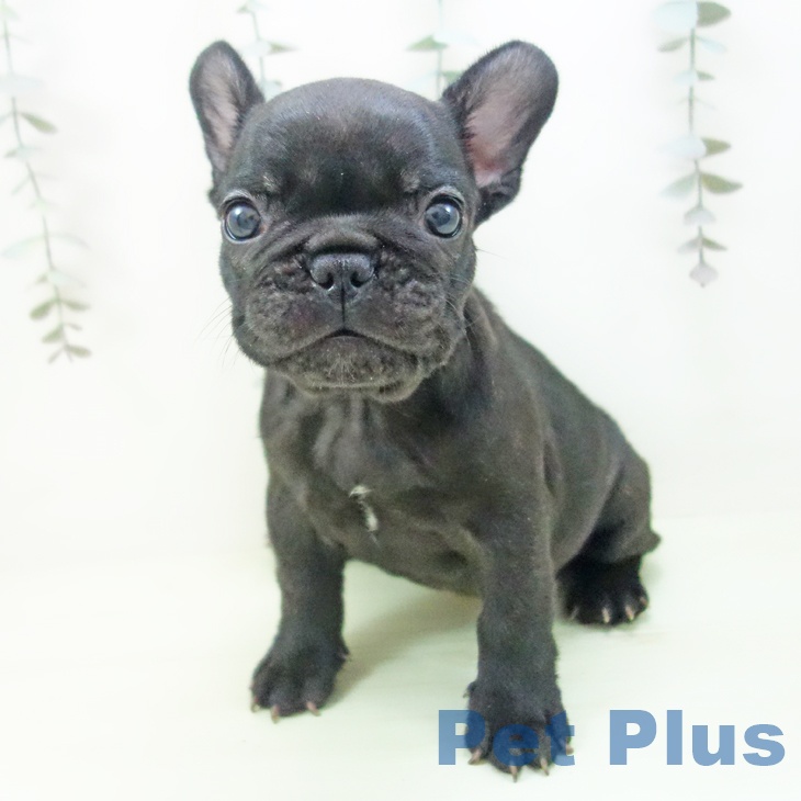 フレンチ・ブルドッグの写真2