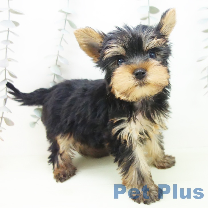 ヨークシャー・テリア