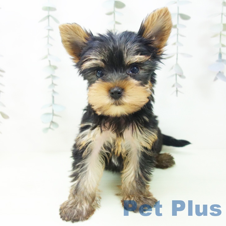 ヨークシャー・テリアの写真2