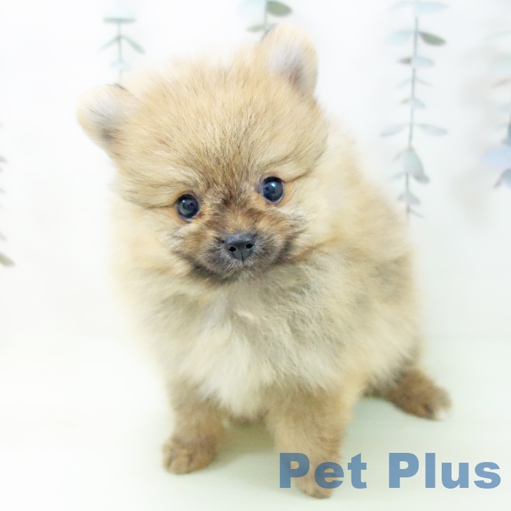ポメラニアンの写真2