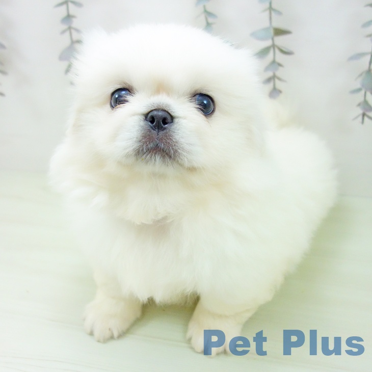 ペキニーズの写真2