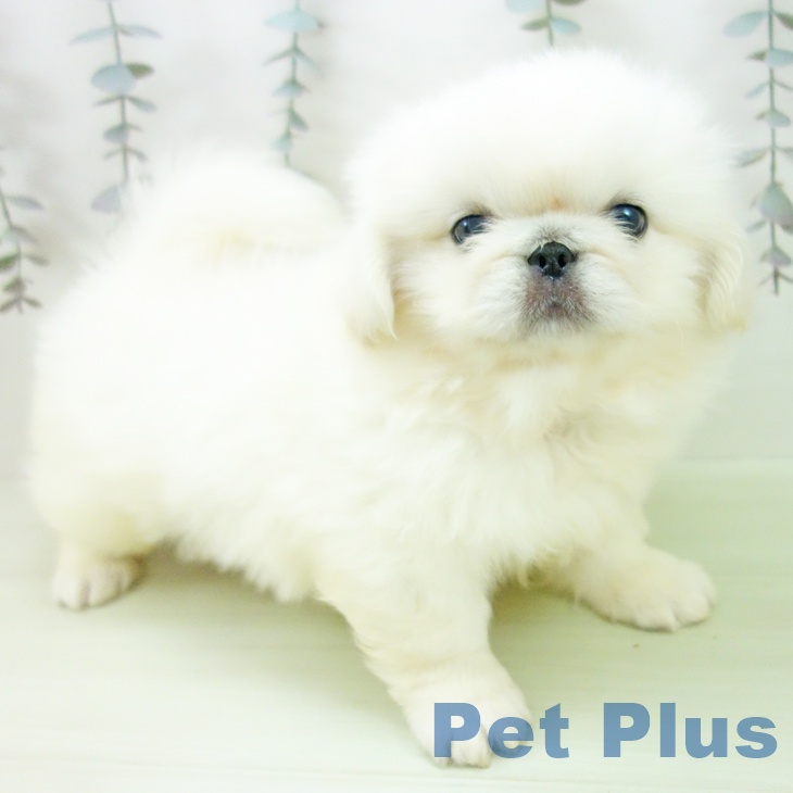 ペキニーズの写真2