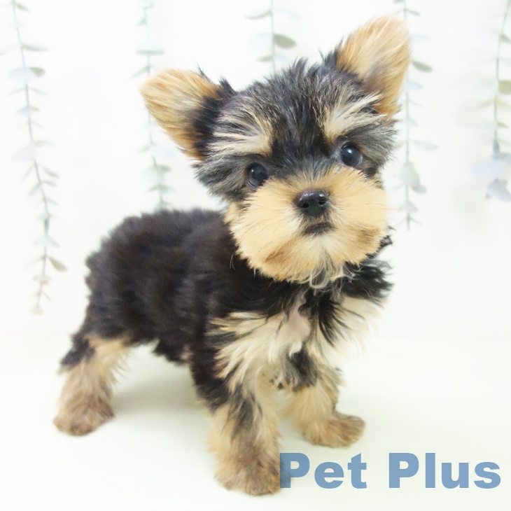 京都府のヨークシャーテリア (ペットプラス 京都桂川店/2026年2月16日生まれ/女の子/スチールブルータン)の子犬の1枚目の画像