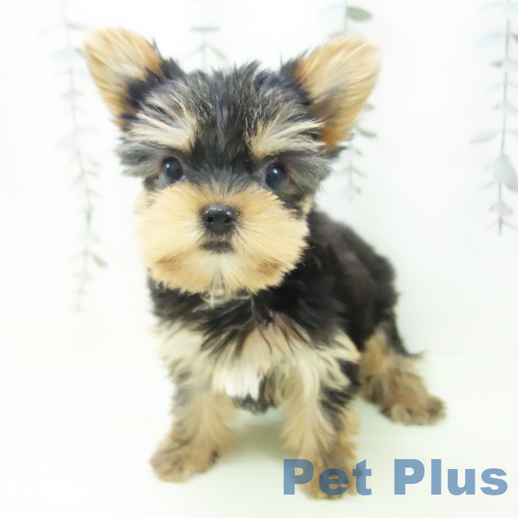 京都府のヨークシャーテリア (ペットプラス 京都桂川店/2026年2月16日生まれ/女の子/スチールブルータン)の子犬の2枚目の画像