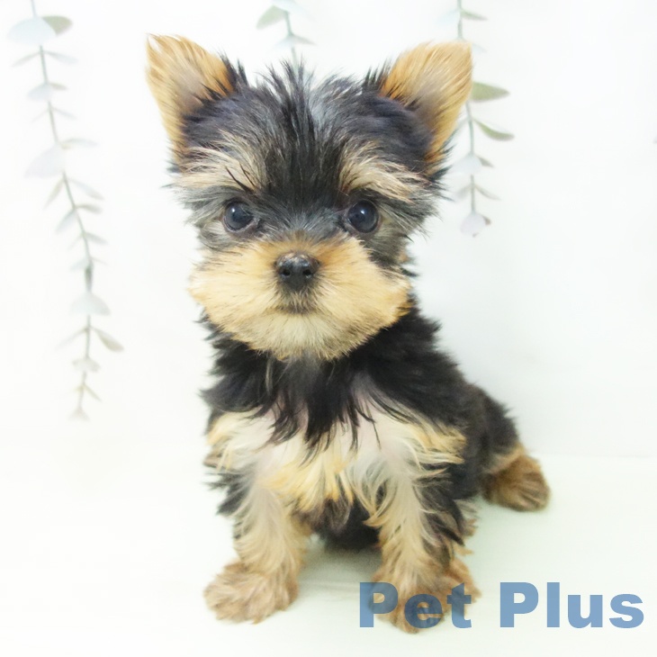 兵庫県のヨークシャーテリア (ペットプラス 神戸三宮店/2026年2月16日生まれ/女の子/スチールブルータン)の子犬の1枚目の画像