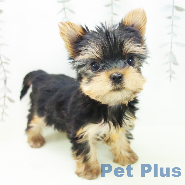 兵庫県のヨークシャーテリア (ペットプラス 神戸三宮店/2026年2月16日生まれ/女の子/スチールブルータン)の子犬の2枚目の画像