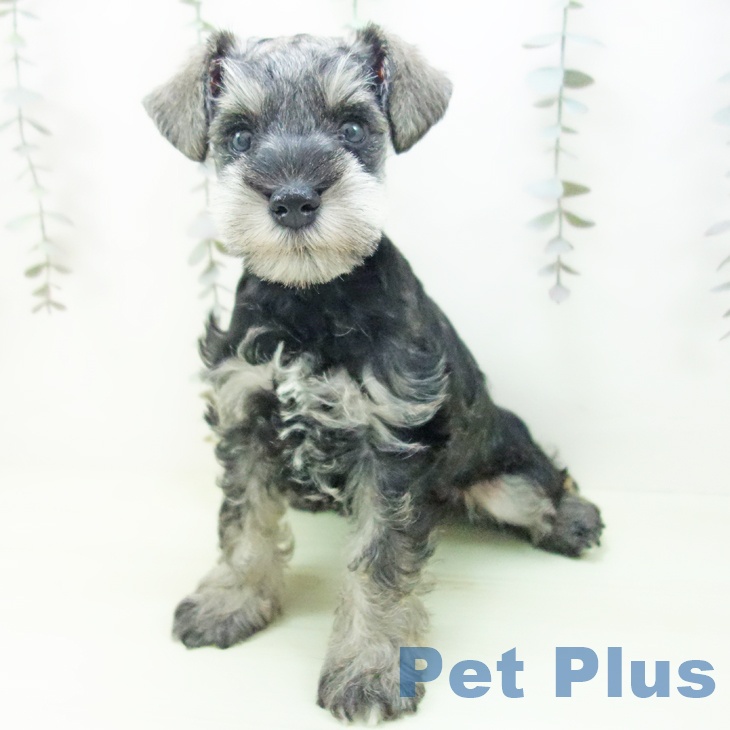 ミニチュア・シュナウザーの写真2