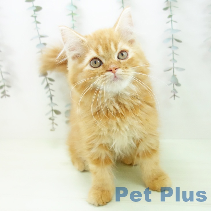 スコティッシュフォールド