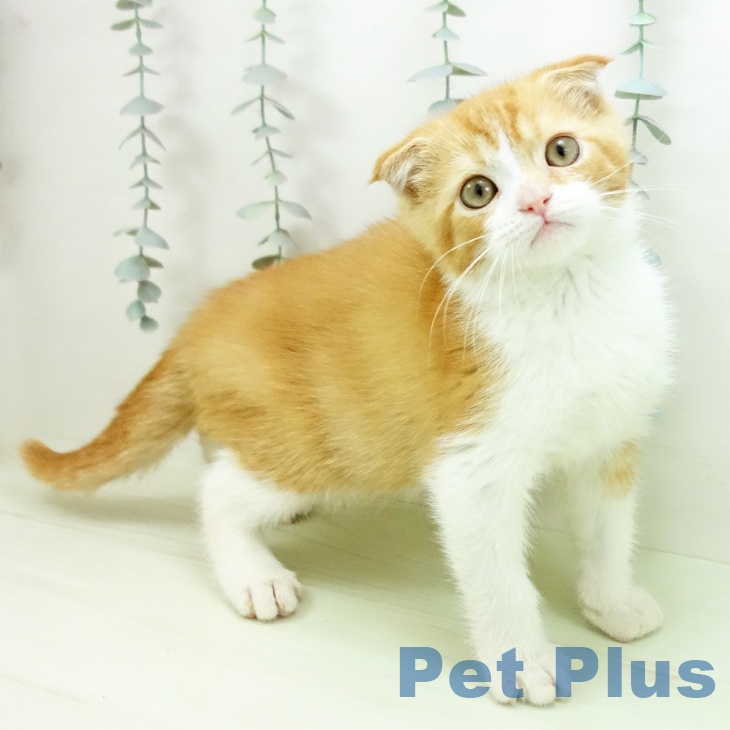 三重県のスコティッシュフォールド (ペットプラス 津南店/2026年1月30日生まれ/男の子/レッドタビーホワイト)の子猫の1枚目の画像