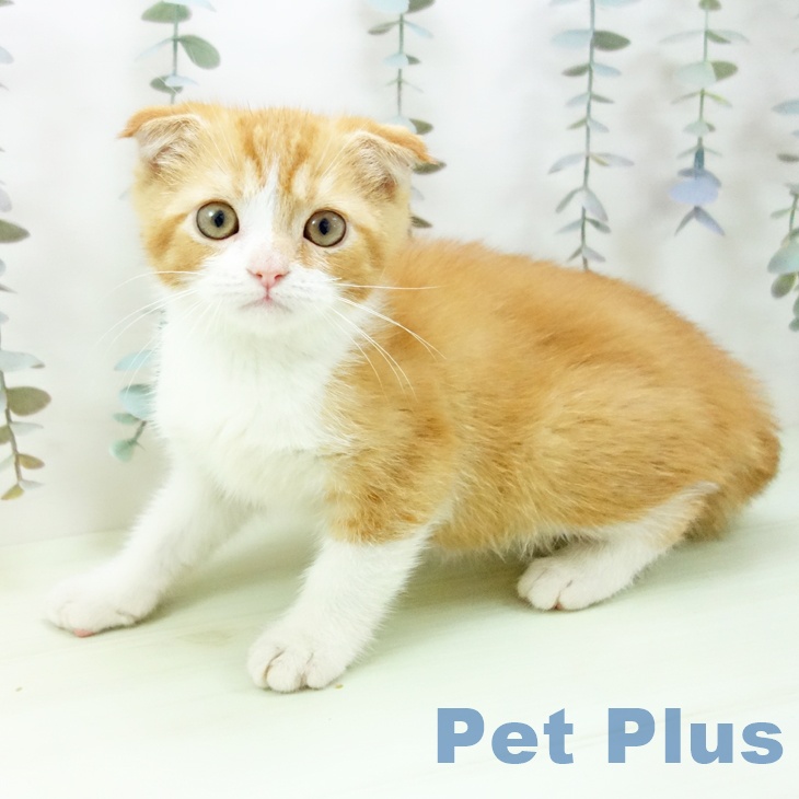 三重県のスコティッシュフォールド (ペットプラス 津南店/2026年1月30日生まれ/男の子/レッドタビーホワイト)の子猫の2枚目の画像