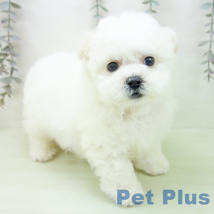 福井県のビションフリーゼ (ペットプラス 福井店/2026年2月27日生まれ/男の子/ホワイト)の子犬の1枚目の画像
