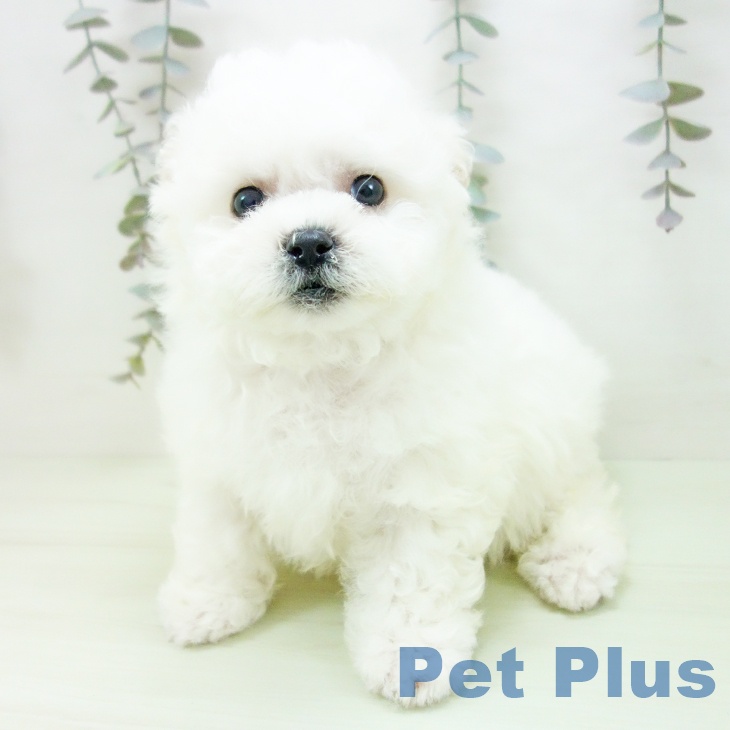 福井県のビションフリーゼ (ペットプラス 福井店/2026年2月27日生まれ/男の子/ホワイト)の子犬の2枚目の画像