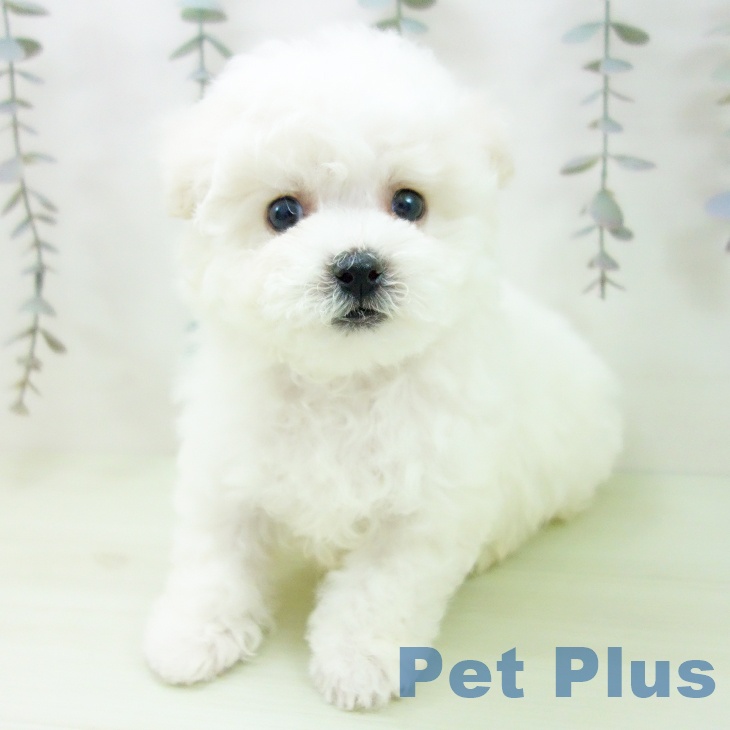 愛知県のビションフリーゼ (ペットプラス 豊田店/2026年2月27日生まれ/男の子/ホワイト)の子犬の1枚目の画像