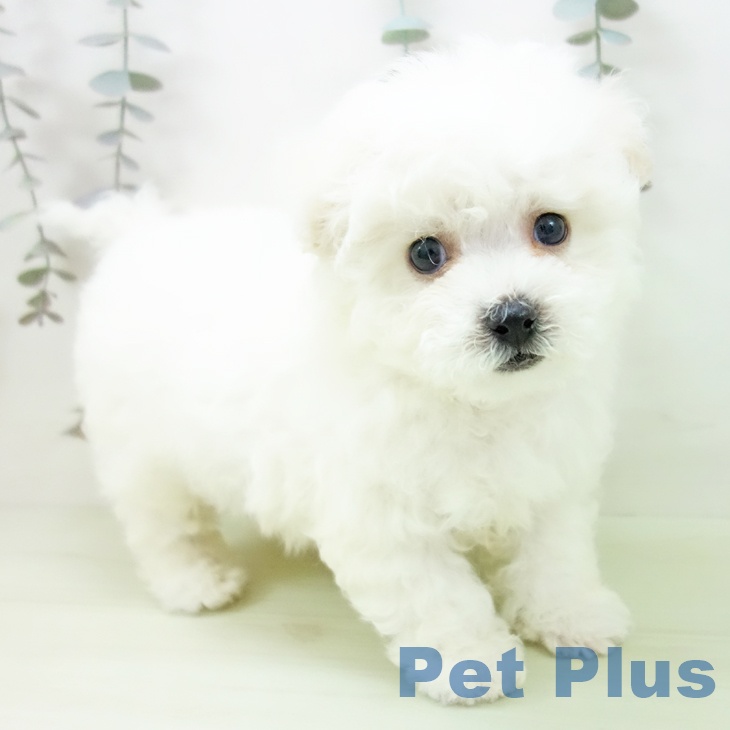 愛知県のビションフリーゼ (ペットプラス 豊田店/2026年2月27日生まれ/男の子/ホワイト)の子犬の2枚目の画像