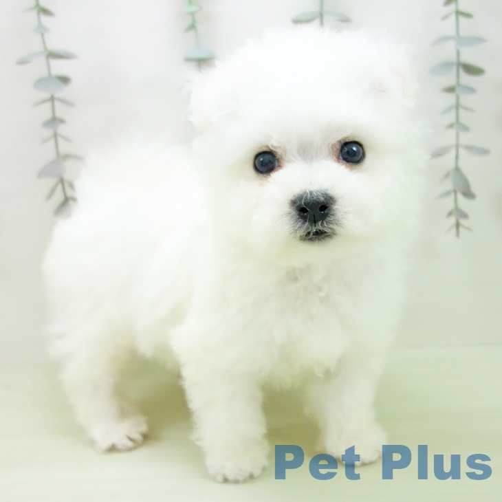 愛知県のビションフリーゼ (ペットプラス 岡崎店/2026年2月27日生まれ/男の子/ホワイト)の子犬の1枚目の画像