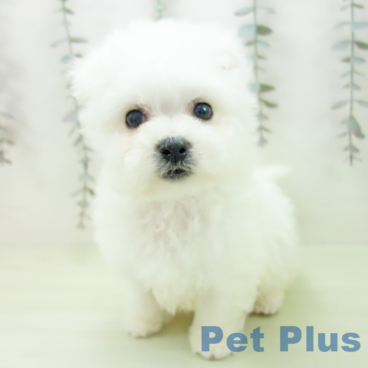 愛知県のビションフリーゼ (ペットプラス 岡崎店/2026年2月27日生まれ/男の子/ホワイト)の子犬の2枚目の画像