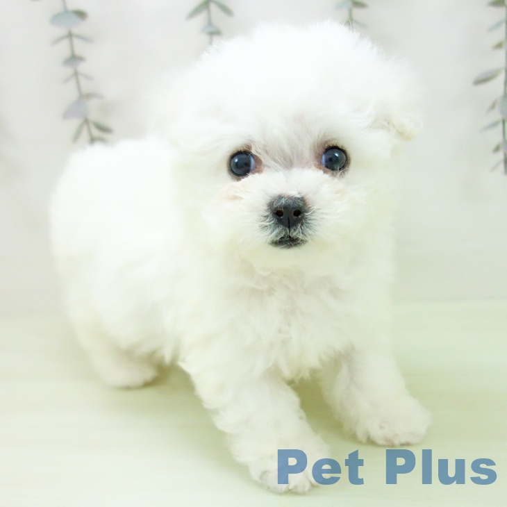 愛知県のビションフリーゼ (ペットプラス イオンモール長久手店/2026年2月27日生まれ/女の子/ホワイト)の子犬の1枚目の画像