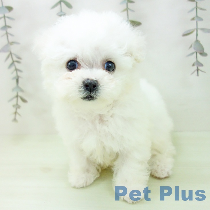 愛知県のビションフリーゼ (ペットプラス イオンモール長久手店/2026年2月27日生まれ/女の子/ホワイト)の子犬の2枚目の画像