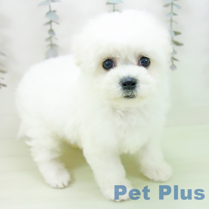 愛知県のビションフリーゼ (ペットプラス 名古屋茶屋店/2026年2月27日生まれ/女の子/ホワイト)の子犬の1枚目の画像