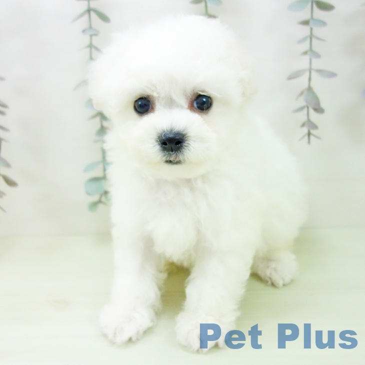 愛知県のビションフリーゼ (ペットプラス 名古屋茶屋店/2026年2月27日生まれ/女の子/ホワイト)の子犬の2枚目の画像