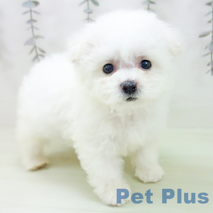 岐阜県のビションフリーゼ (ペットプラス 各務原店/2026年2月27日生まれ/女の子/ホワイト)の子犬の1枚目の画像