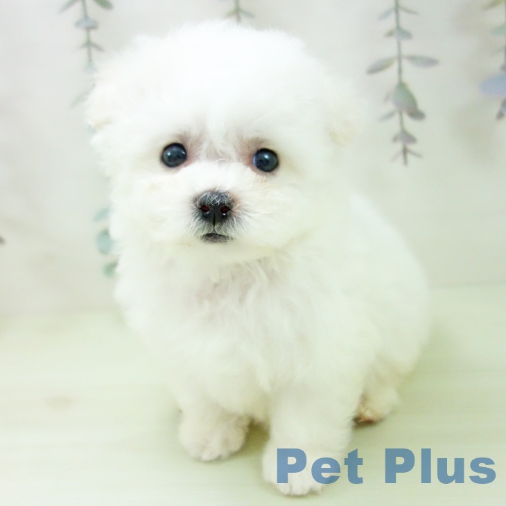 岐阜県のビションフリーゼ (ペットプラス 各務原店/2026年2月27日生まれ/女の子/ホワイト)の子犬の2枚目の画像