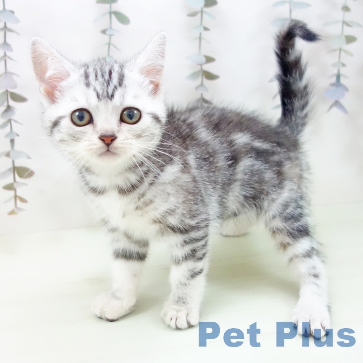 アメリカンショートヘア