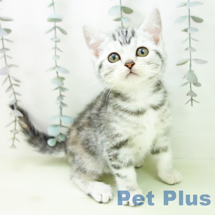 富山県のアメリカンショートヘアー (ペットプラス 高岡店/2026年2月7日生まれ/女の子/シルバーパッチドタビー)の子猫の2枚目の画像