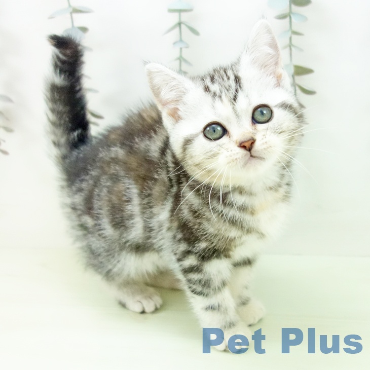 岐阜県のアメリカンショートヘアー (ペットプラス 各務原店/2026年2月7日生まれ/女の子/シルバーパッチドタビー)の子猫の1枚目の画像