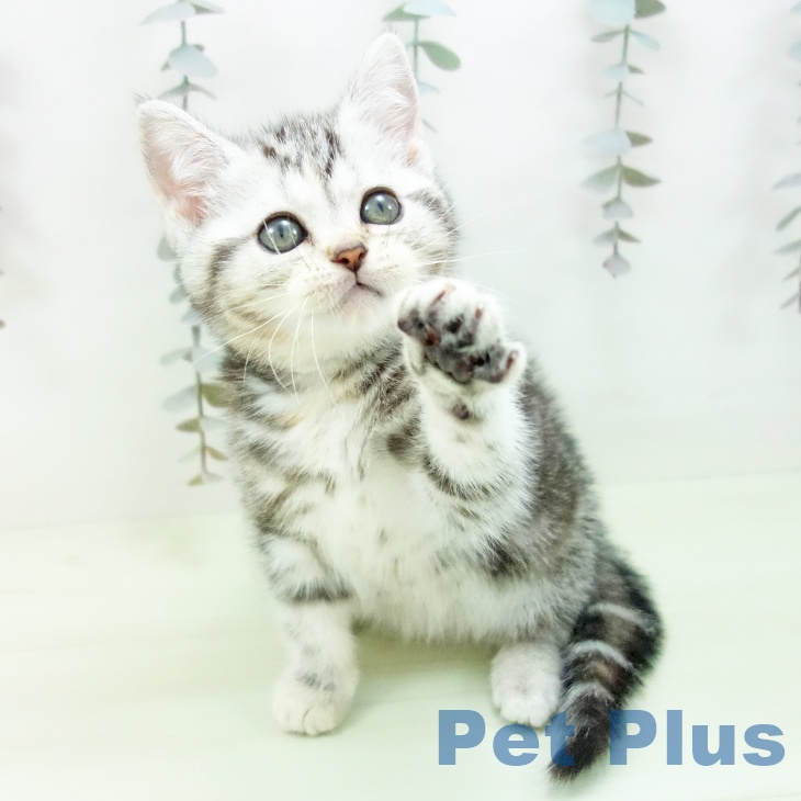 岐阜県のアメリカンショートヘアー (ペットプラス 各務原店/2026年2月7日生まれ/女の子/シルバーパッチドタビー)の子猫の2枚目の画像