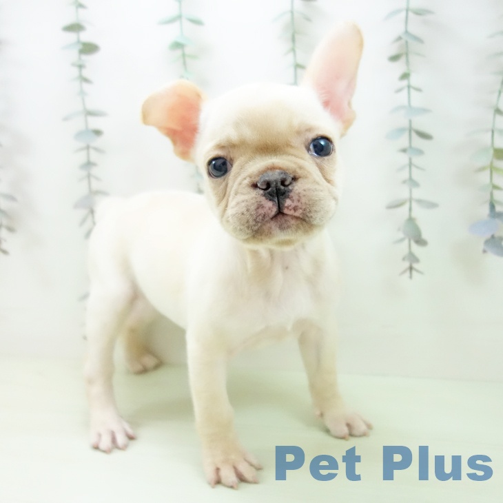 フレンチ・ブルドッグ