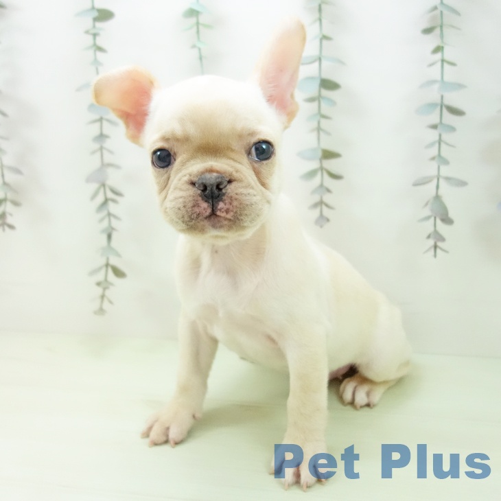 大阪府のフレンチブルドッグ (ペットプラス 鶴見店/2026年2月27日生まれ/女の子/クリーム)の子犬の2枚目の画像