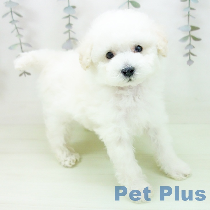 愛知県のトイプードル(トイ) (ペットプラス 三好店/2026年2月24日生まれ/男の子/ホワイト)の子犬の1枚目の画像