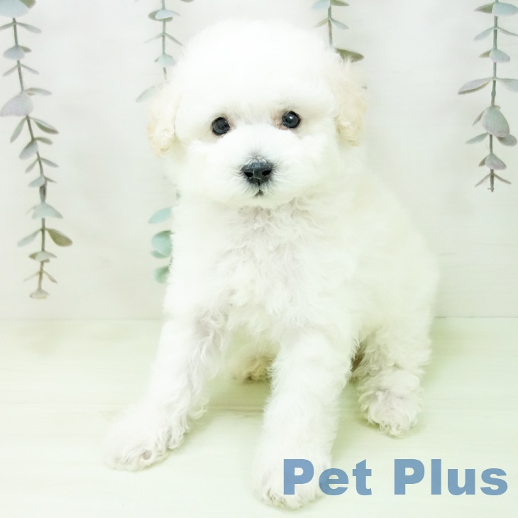 愛知県のトイプードル(トイ) (ペットプラス 三好店/2026年2月24日生まれ/男の子/ホワイト)の子犬の2枚目の画像