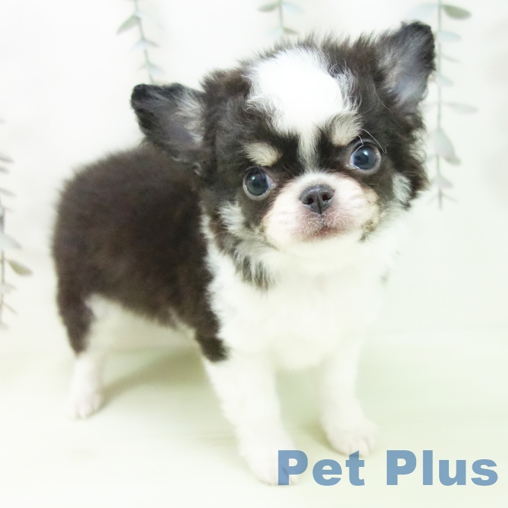 愛知県のチワワ(ロング) (ペットプラス 岡崎店/2026年2月27日生まれ/男の子/ブラッククリームホワイト)の子犬