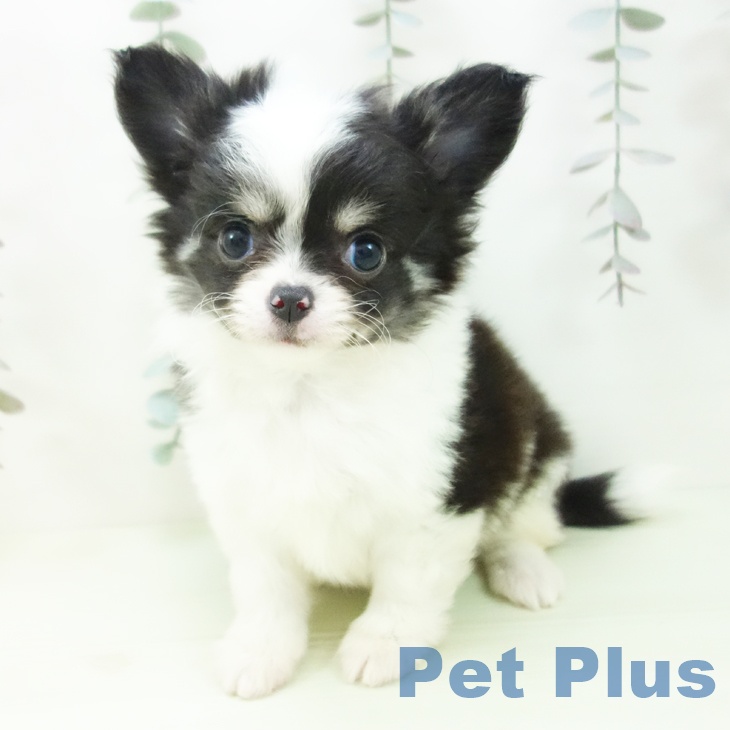 岐阜県のチワワ(ロング) (ペットプラス 各務原店/2026年2月27日生まれ/女の子/ブラッククリームホワイト)の子犬の1枚目の画像